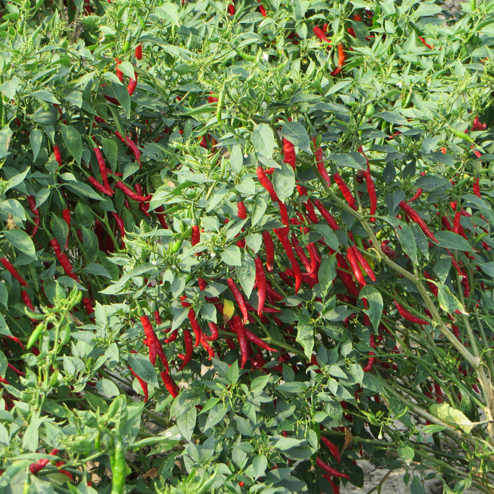 chilli