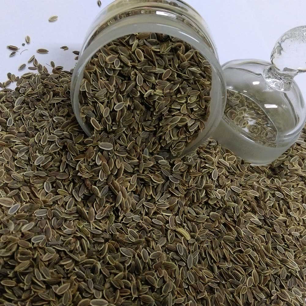 dill-seeds